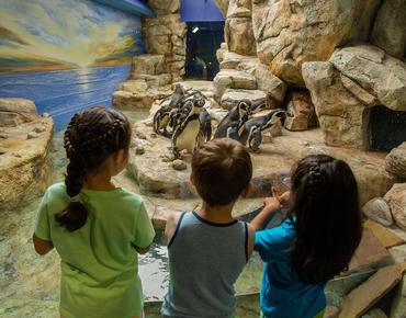 Kids Looking at Penguins