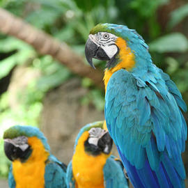 Blue Macaws at the Rainforest Pyramid image