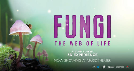 Fungi The Web Of Life 3D Experience at the MG3D Theater