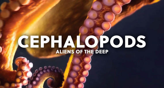Cephalopods Aliens of the Deep showing at the MG3D Theater