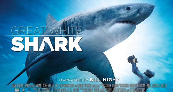 Great White Shark now showing at the MG3D Theater