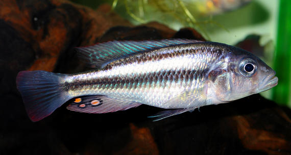 Lake Victoria Cichlid Lipochromis